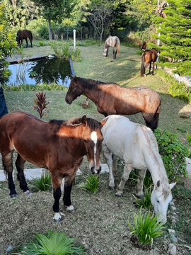 Visiting Horses from Wildest Coast Journey by Horse