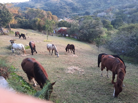 Visiting Horses from Wildest Coast Journey by Horse